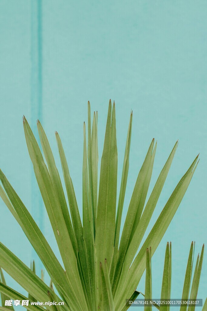 翠绿挺拔的棕榈叶植物