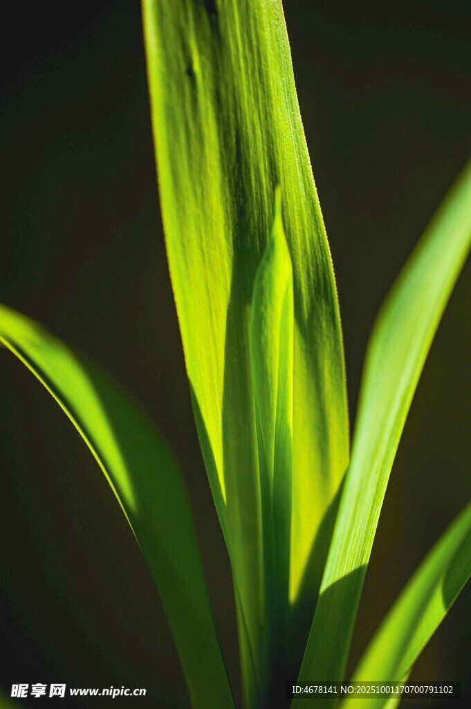 阳光下的翠绿叶片