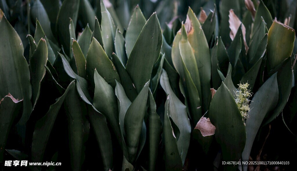 绿叶丛中的粉嫩花苞