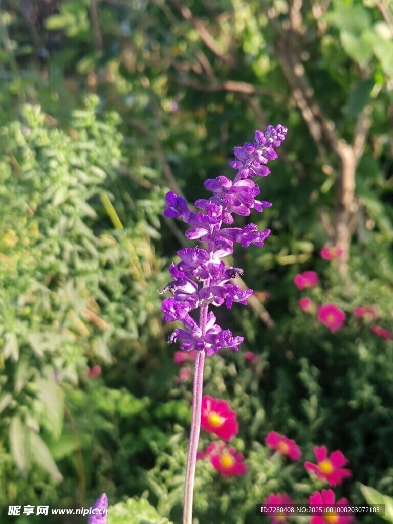 紫色花卉绽放于绿植间