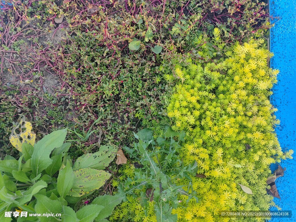 多彩植物组合景观