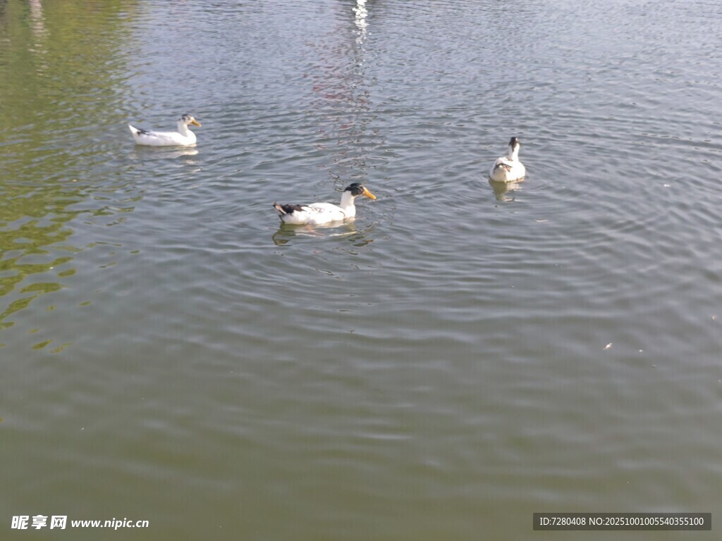 池塘中悠然戏水的鸭子