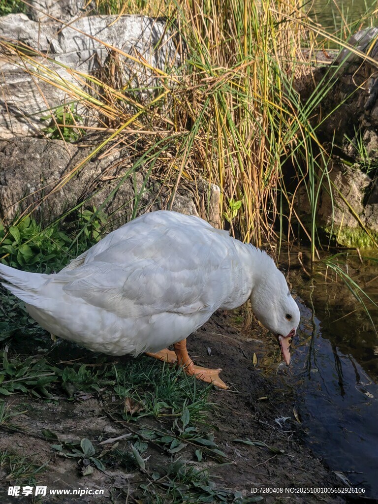 草地觅食的白鸭子