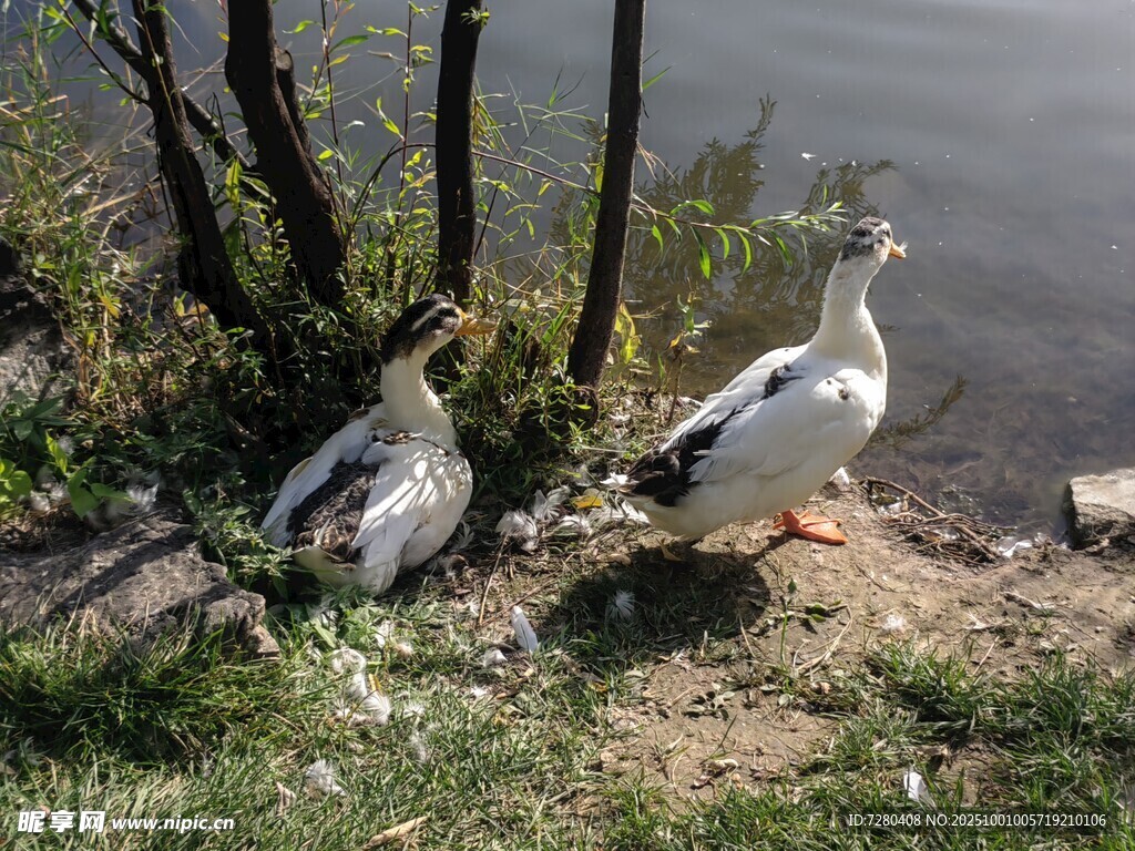 岸边休憩的两只鸭子
