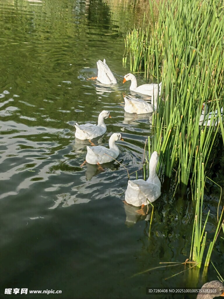 池塘中嬉戏的一群白鹅