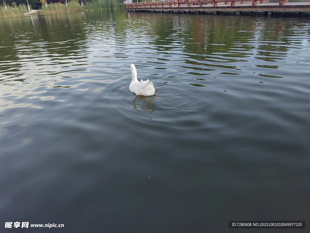 湖中白鹅悠然游弋