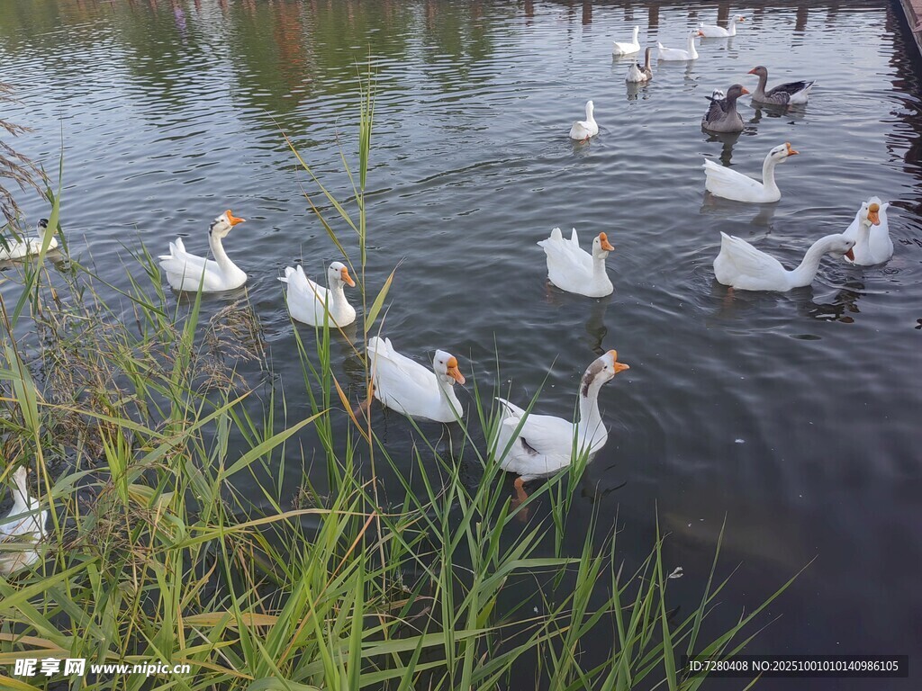 池塘中嬉戏的一群白鹅