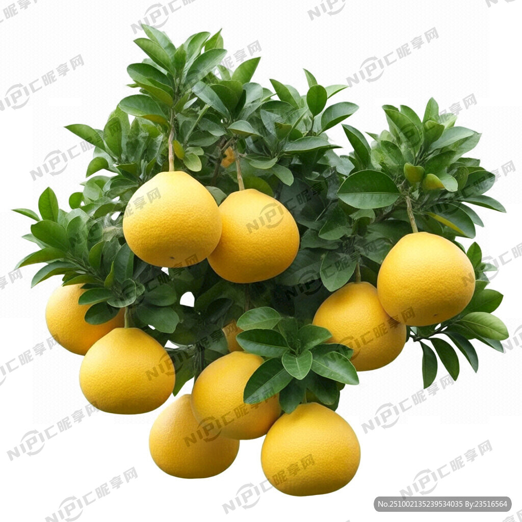 需要一棵柚子树 叶子绿色茂密