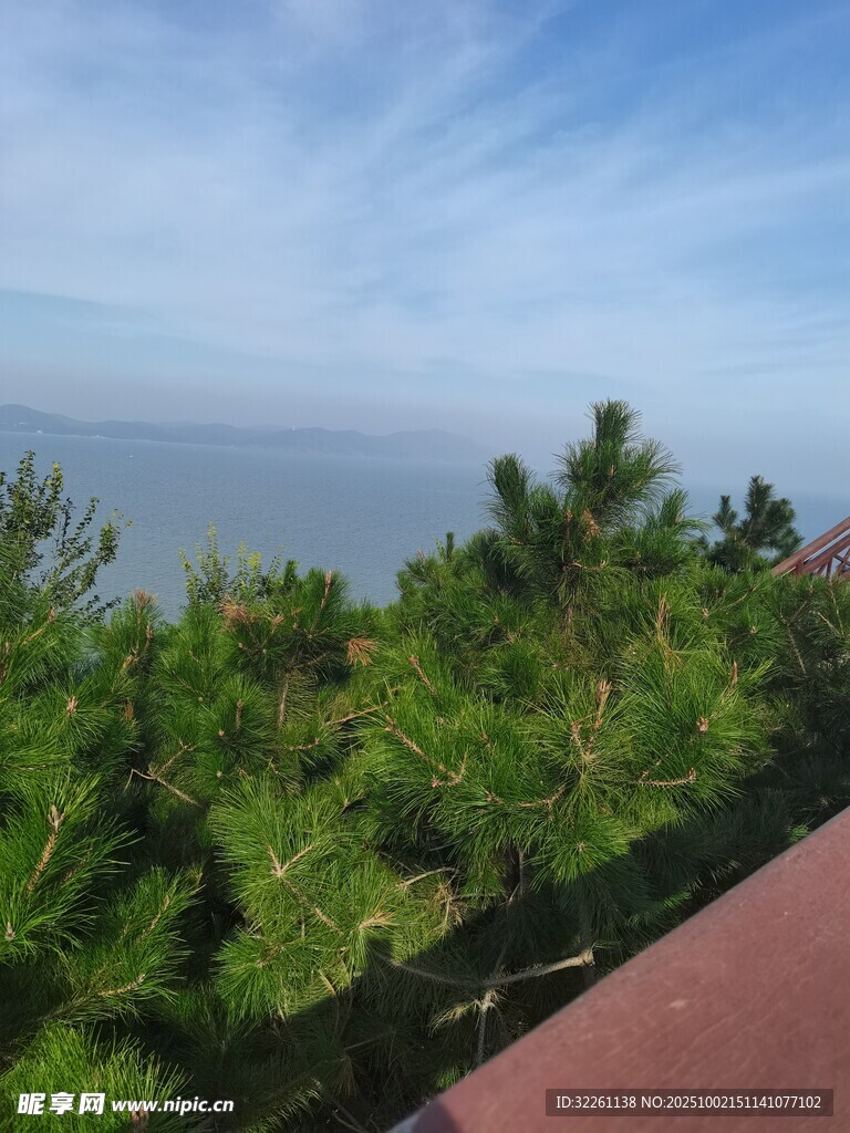 海边葱郁松林景致