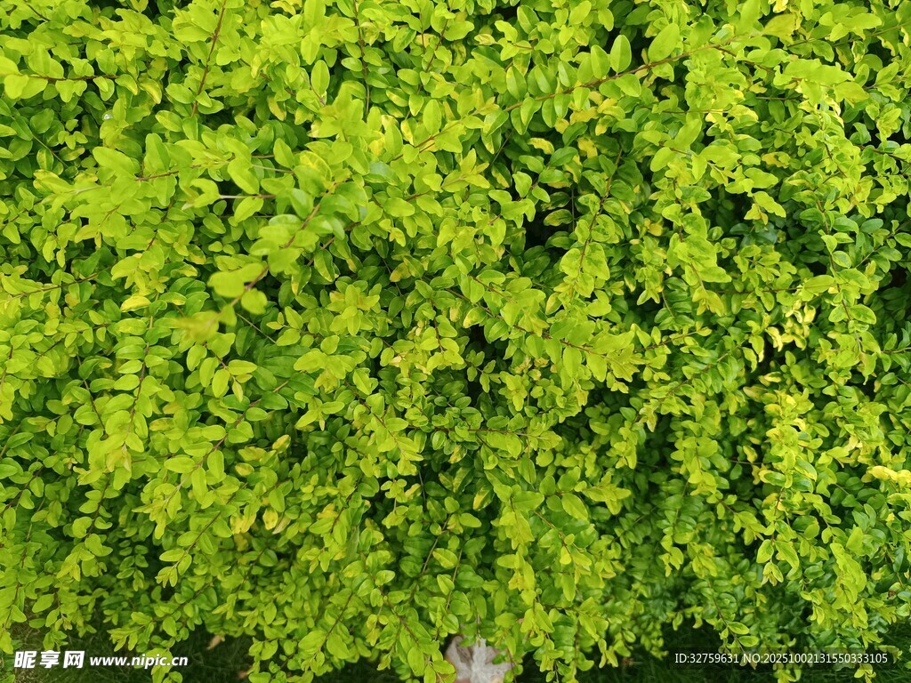 翠绿繁茂的植物墙