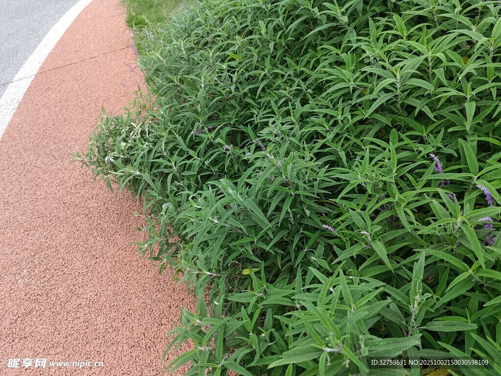 路边翠绿繁茂的丛生植物