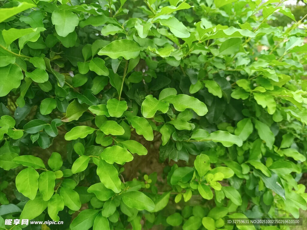 翠绿繁茂的绿叶植物
