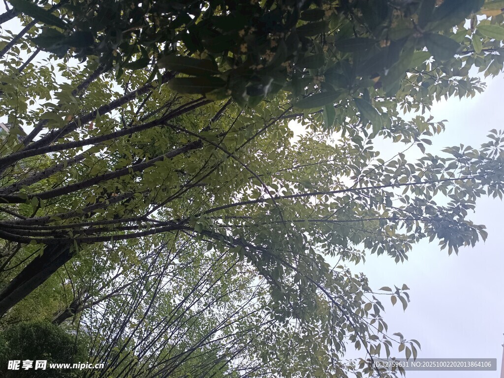 仰视葱郁树林树梢