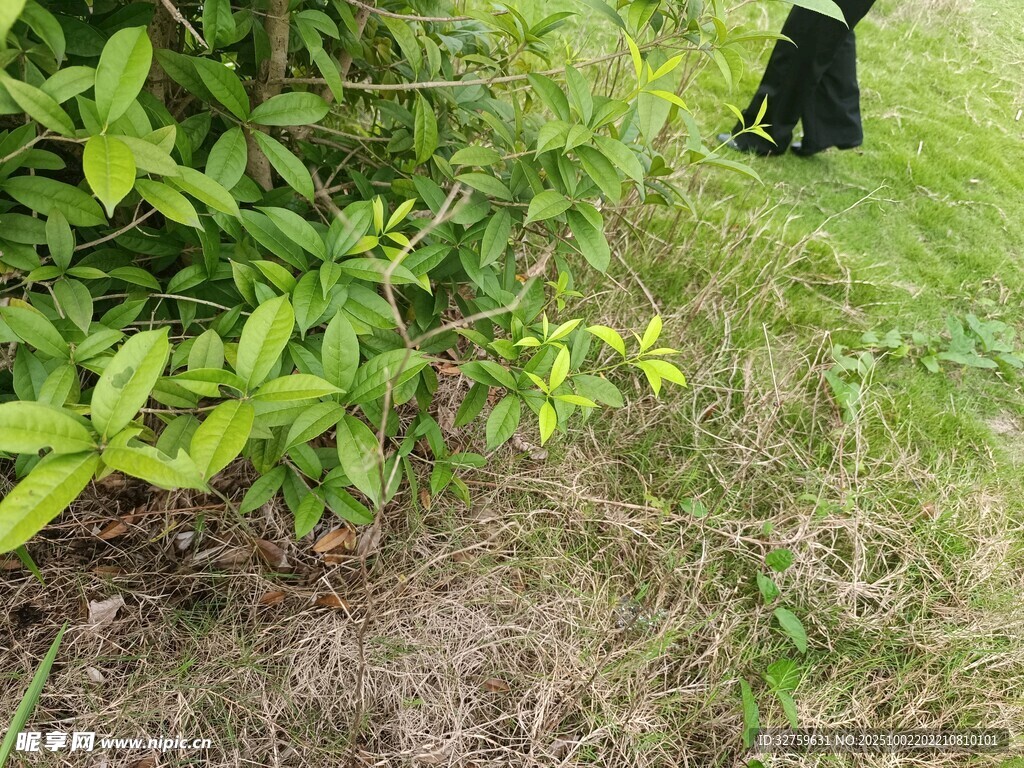 草丛边的黑色猫咪