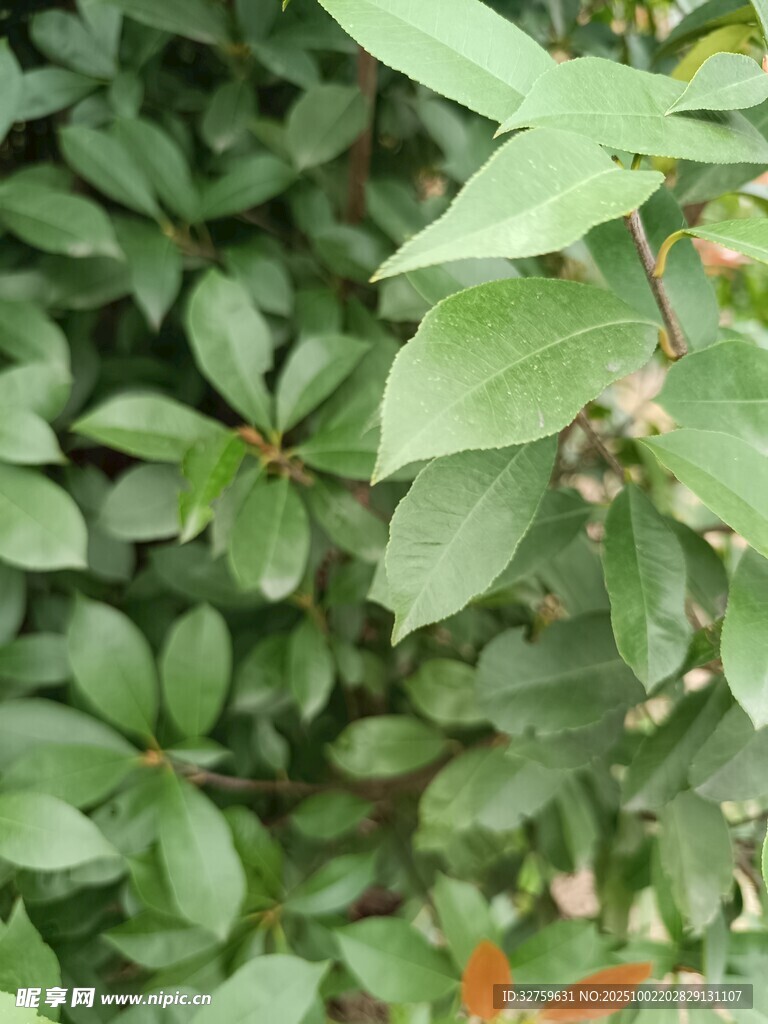 绿叶丛生中的清新景象