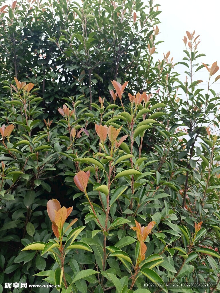 绿叶间绽放的橙色花朵