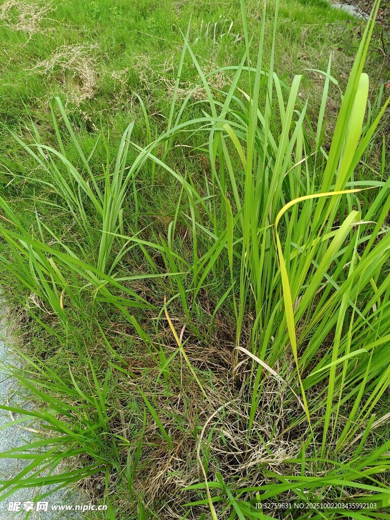 路边翠绿茂盛的草丛