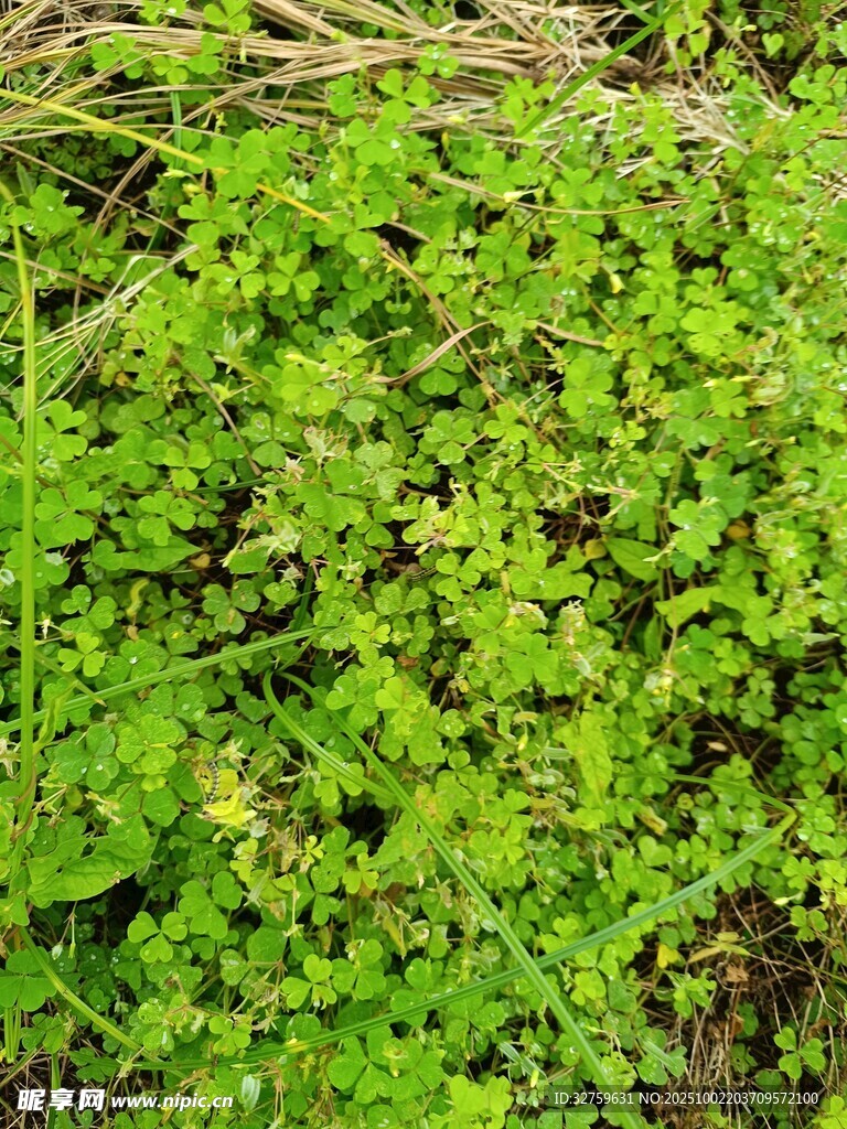 翠绿繁茂的地面绿植