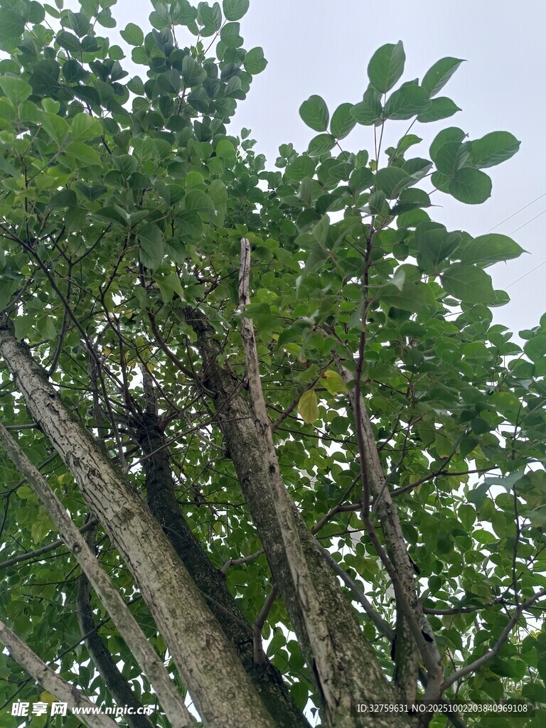 繁茂树木的生机景象