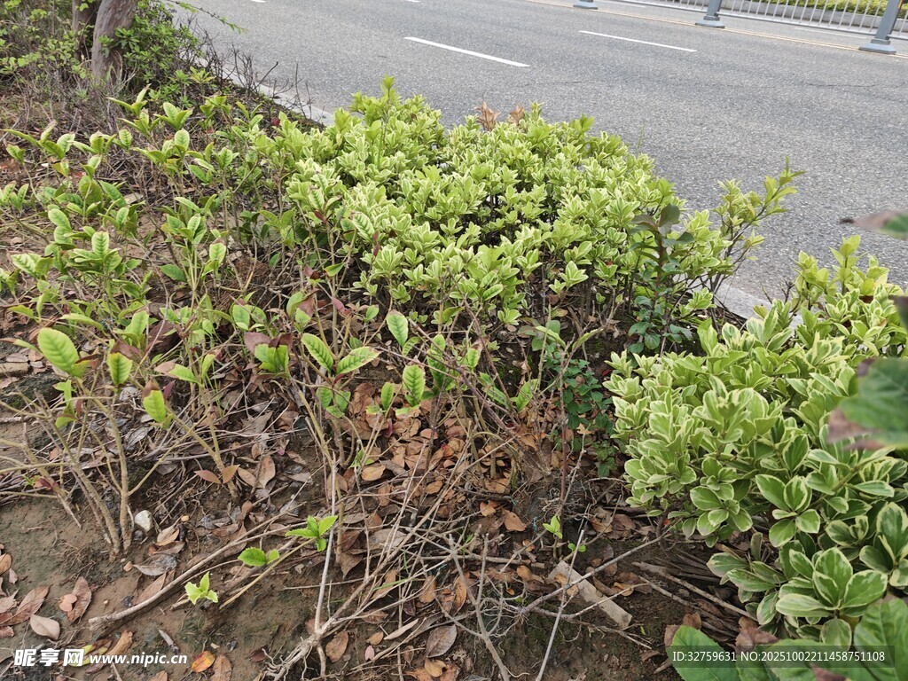 路边生机勃勃的绿色植物