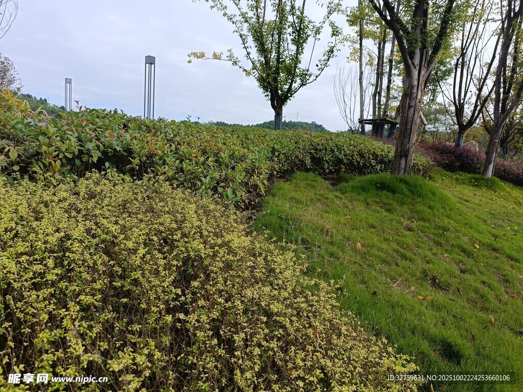 春日绿意盎然的山坡景色