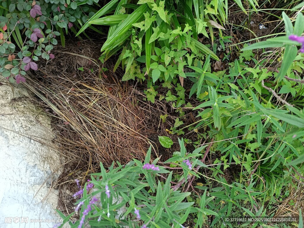 花园中茂盛的绿植与泥土