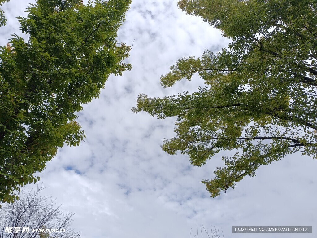 仰视绿树与云端美景