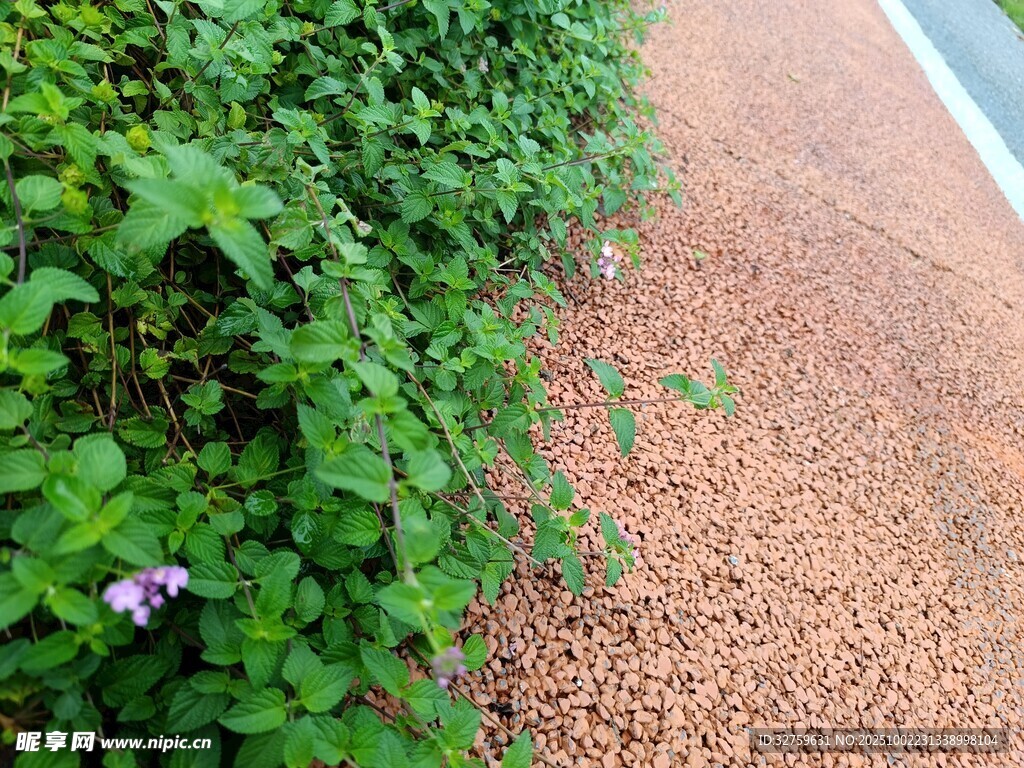 路边绿植与紫色小花
