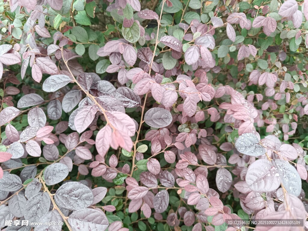 粉色斑斓叶片植物特写