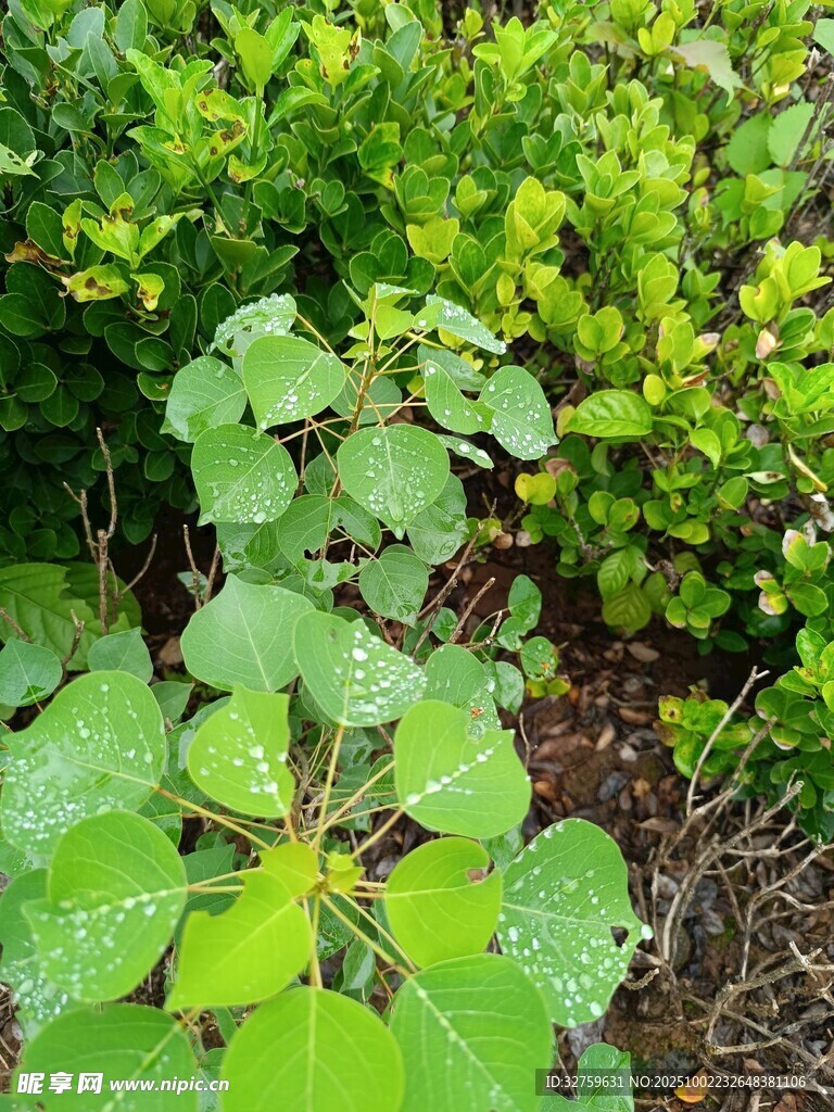 绿叶葱茏的生机景象