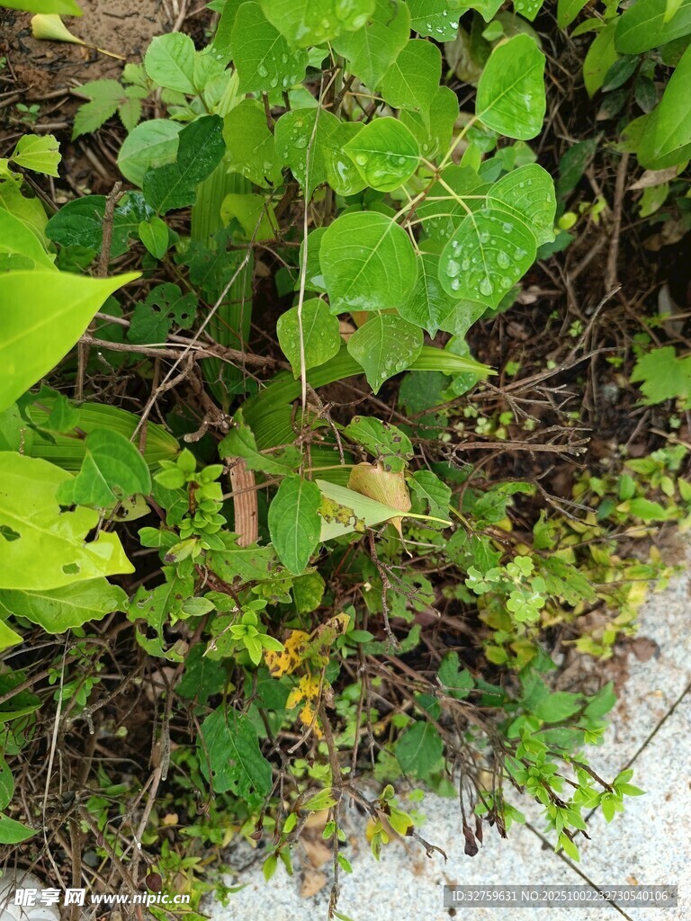 绿叶丛中的生机景象