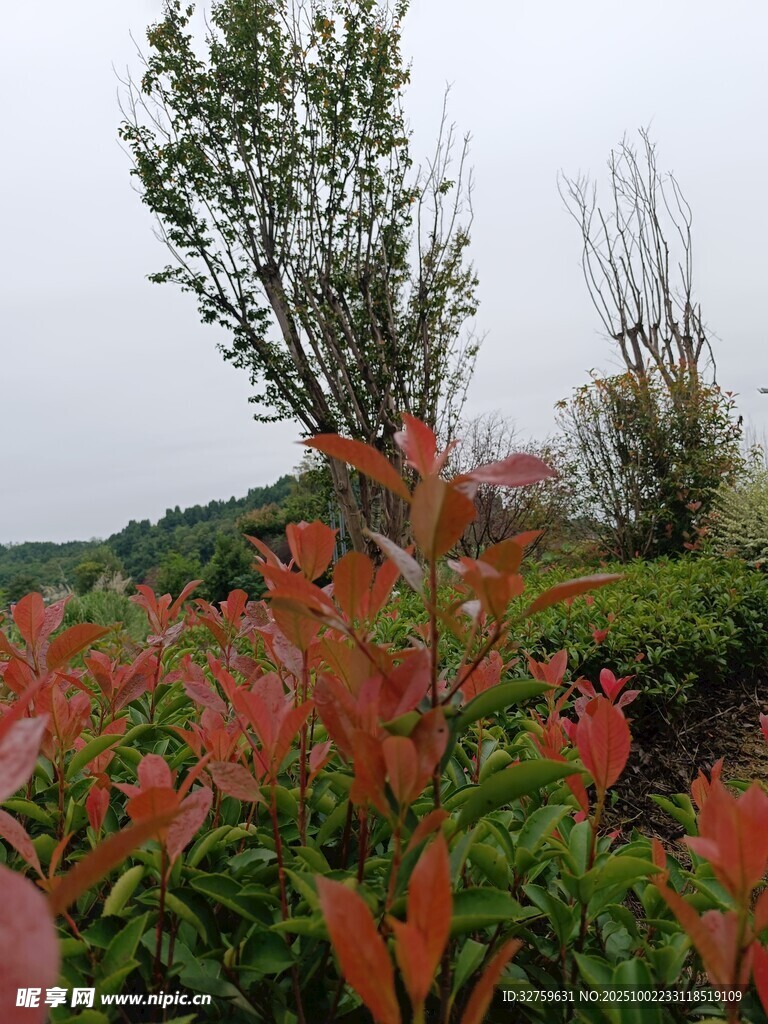 红叶绿植装点的自然景致