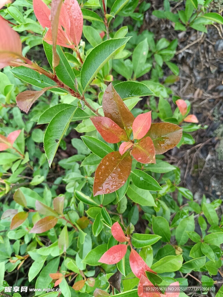 红叶绿叶交织的植物景观