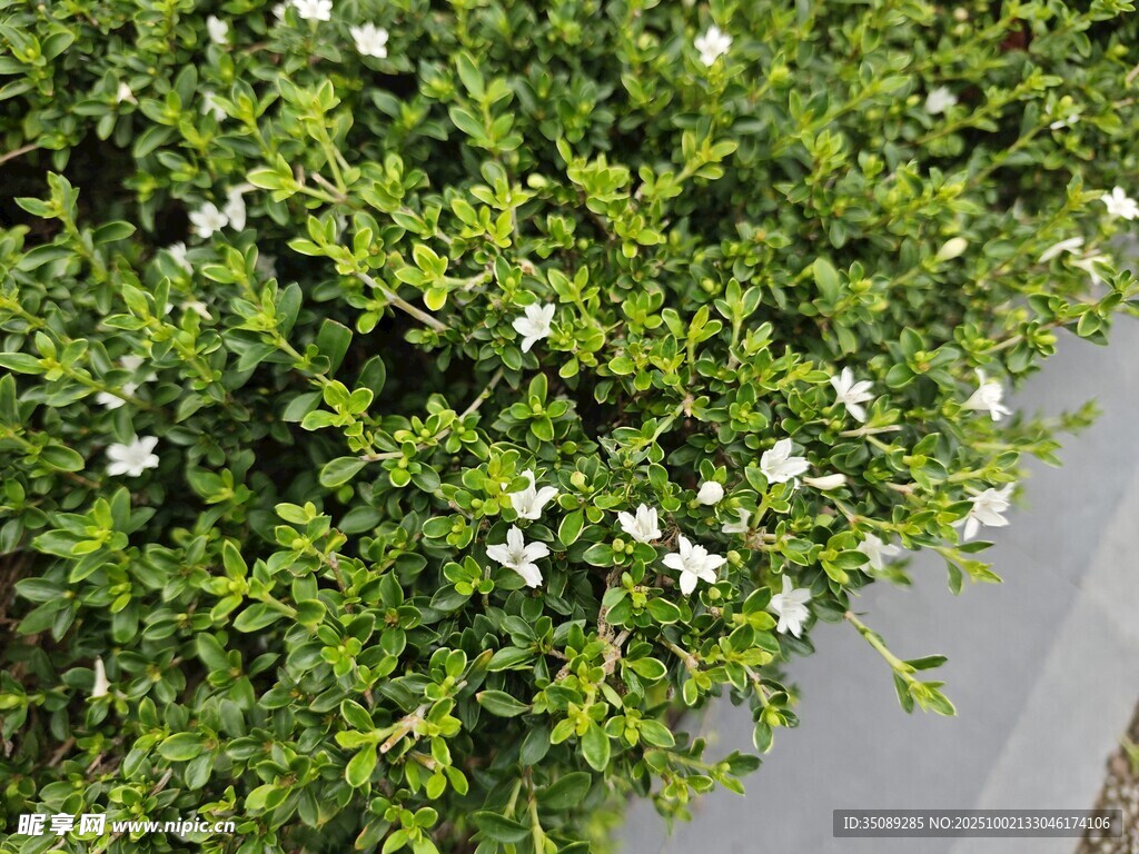 绿叶丛中绽放的白色小花