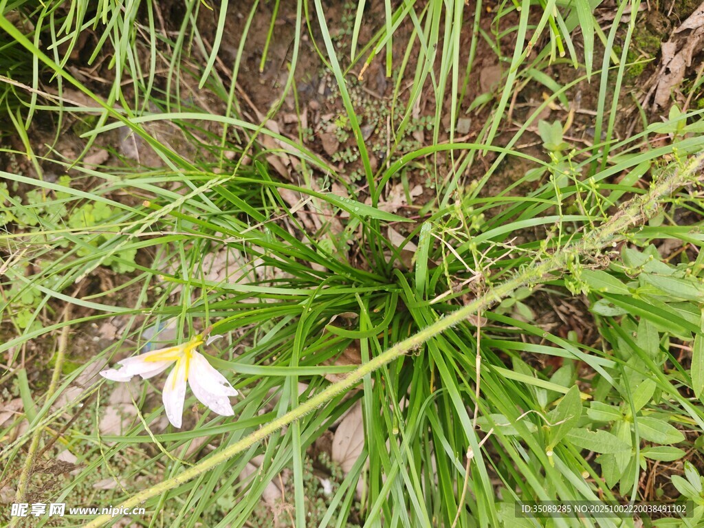 草丛中的白色小花