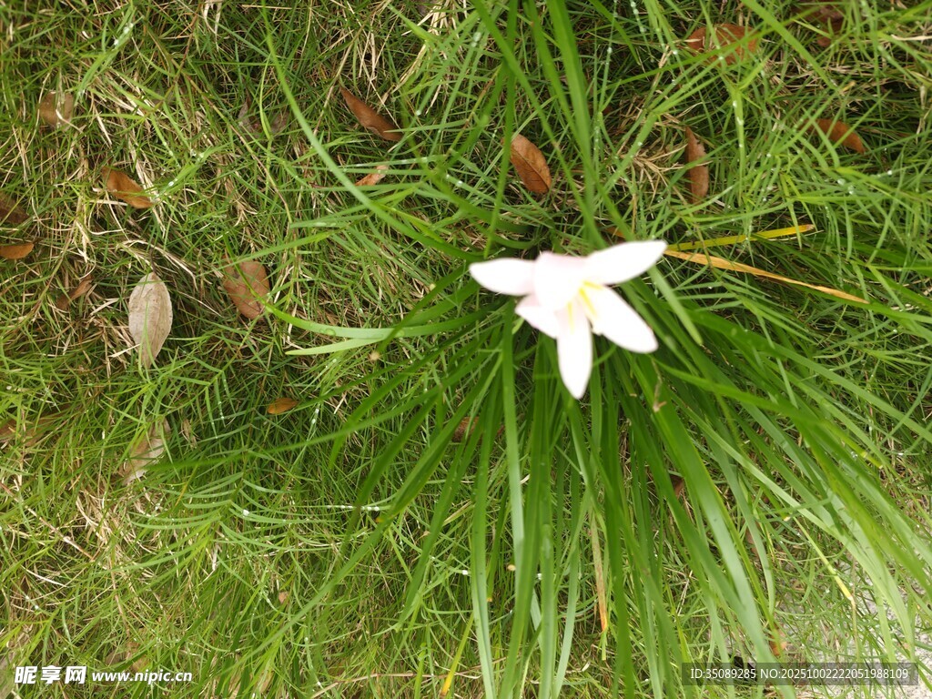 草地上的白色百合花