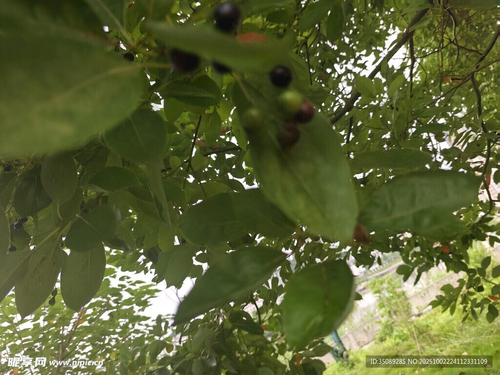 绿叶间的黑紫色果实