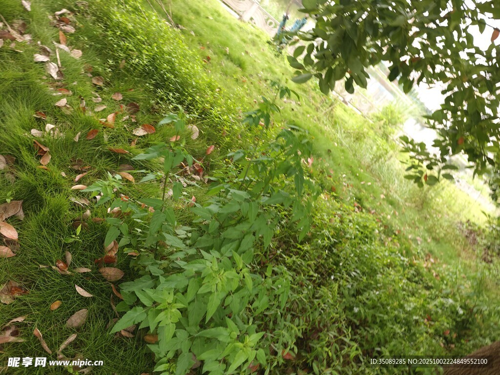 绿意盎然的自然植物景观