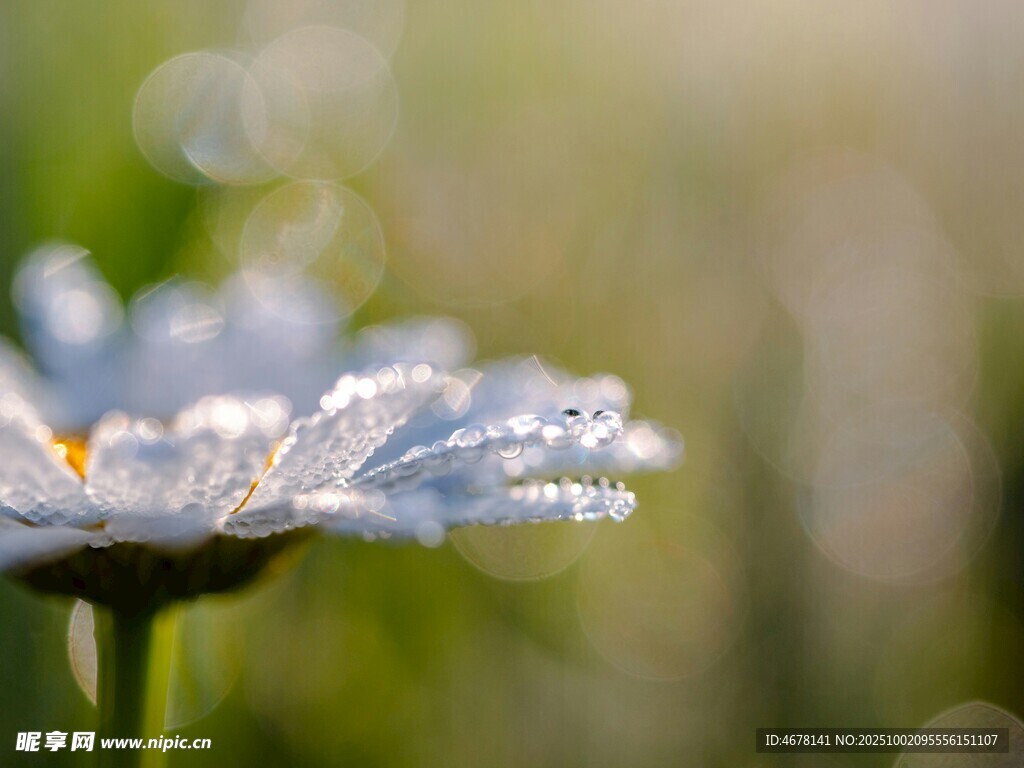 带露珠的清新小白菊