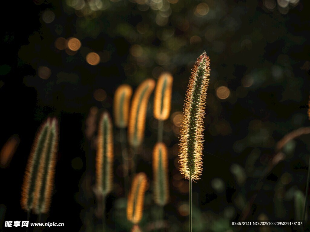 阳光下的狗尾巴草