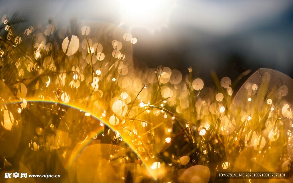 金色梦幻光斑自然之美