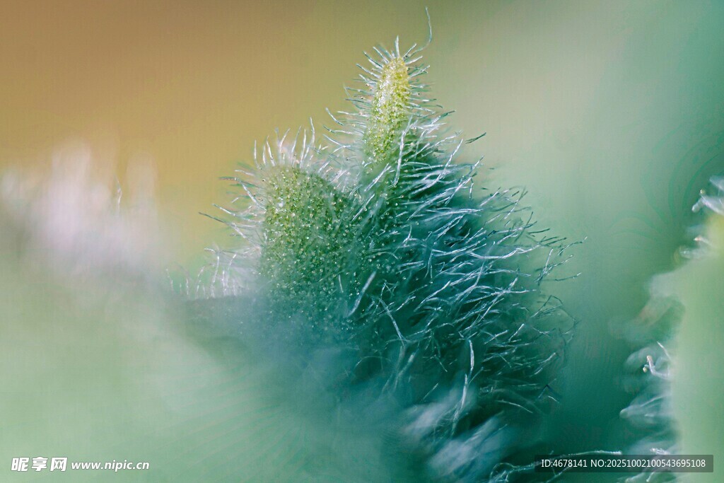 毛茸茸的绿色植物特写
