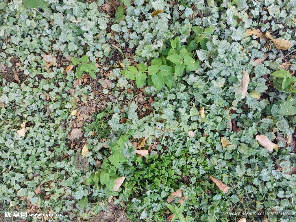 地面上的绿色苔藓植物