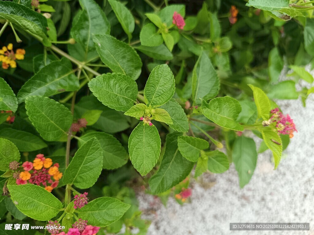 绿叶间的多彩小花