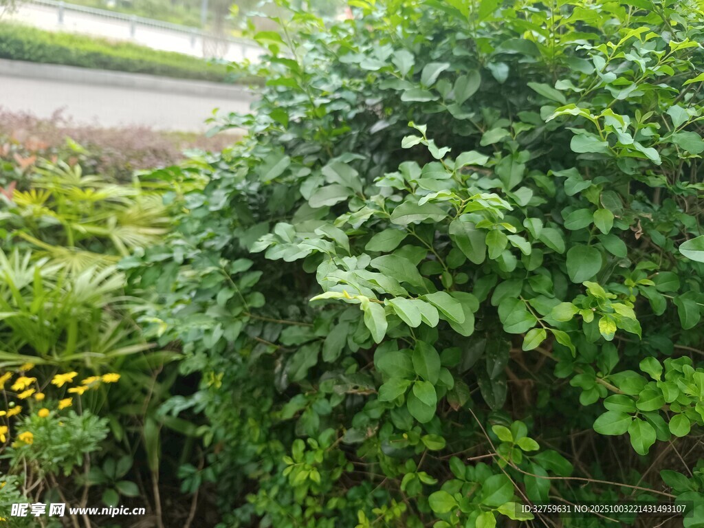 繁茂绿植展现自然生机