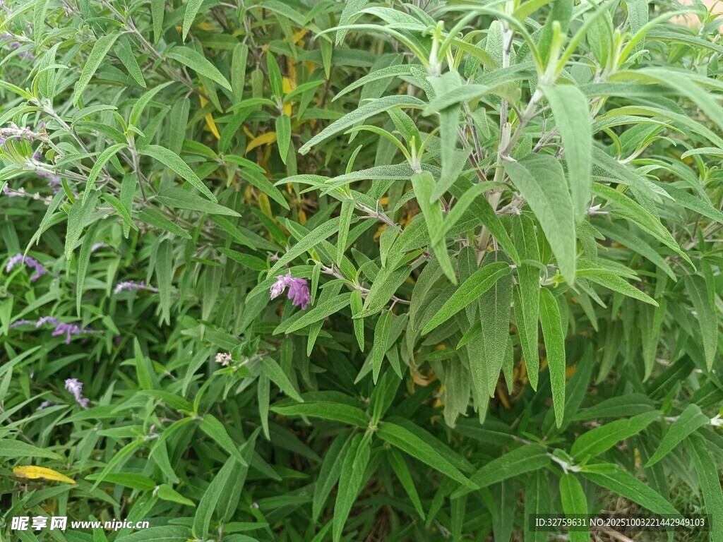 绿叶间的紫色小花植物