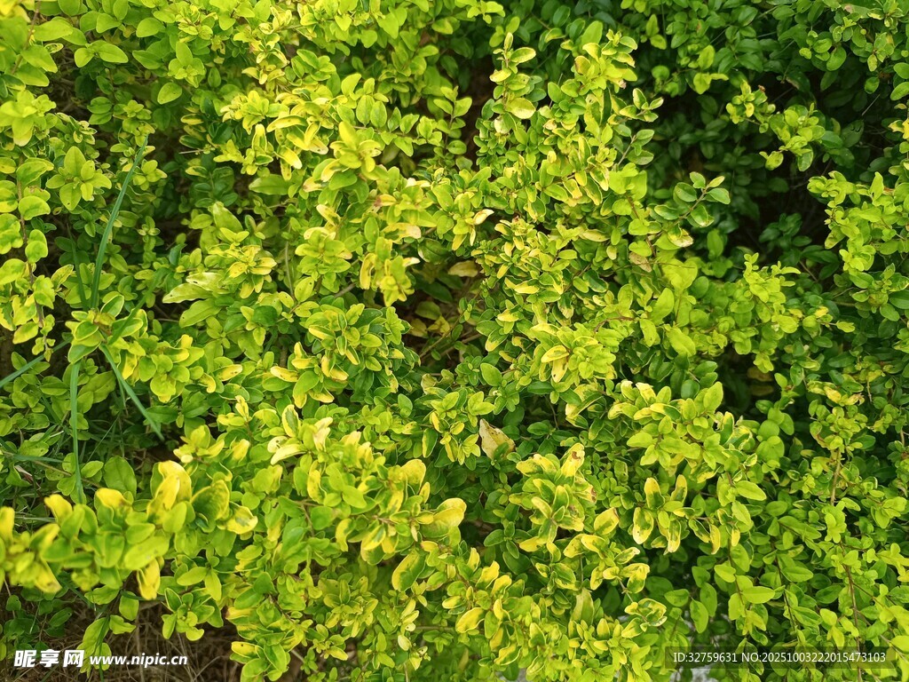 翠绿繁茂的生机绿叶