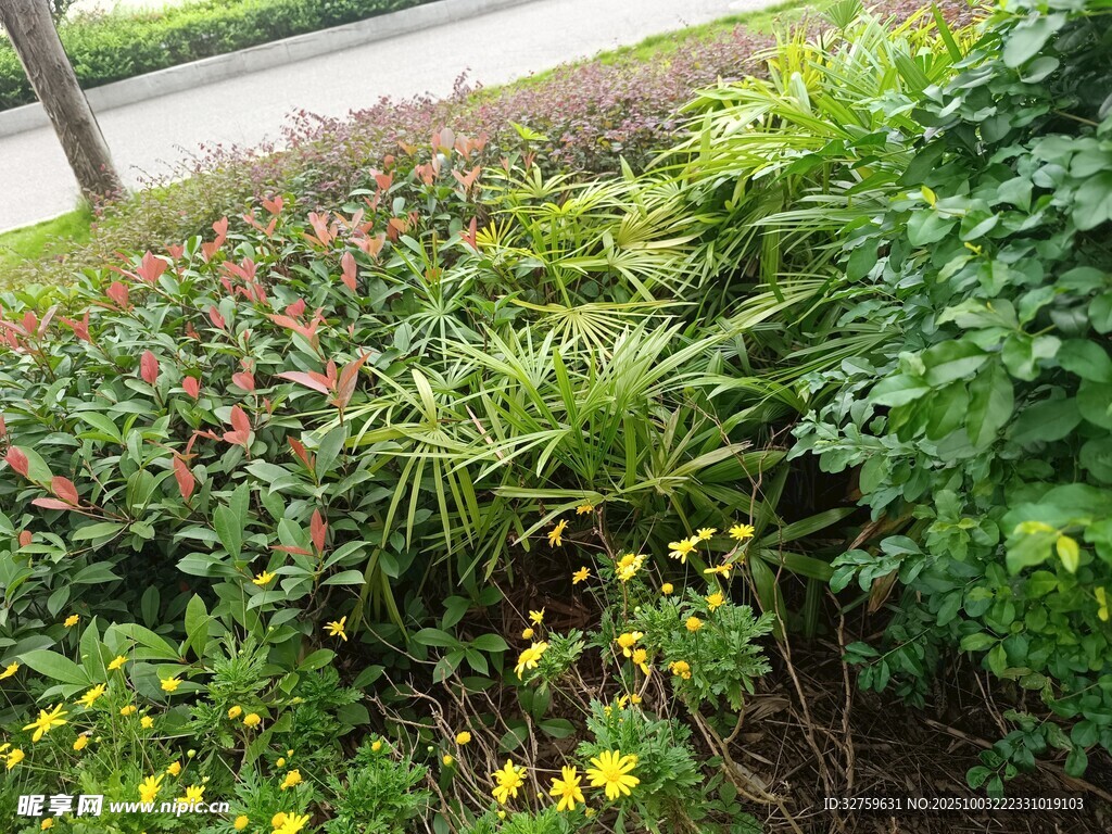 多彩花草装点路边景致