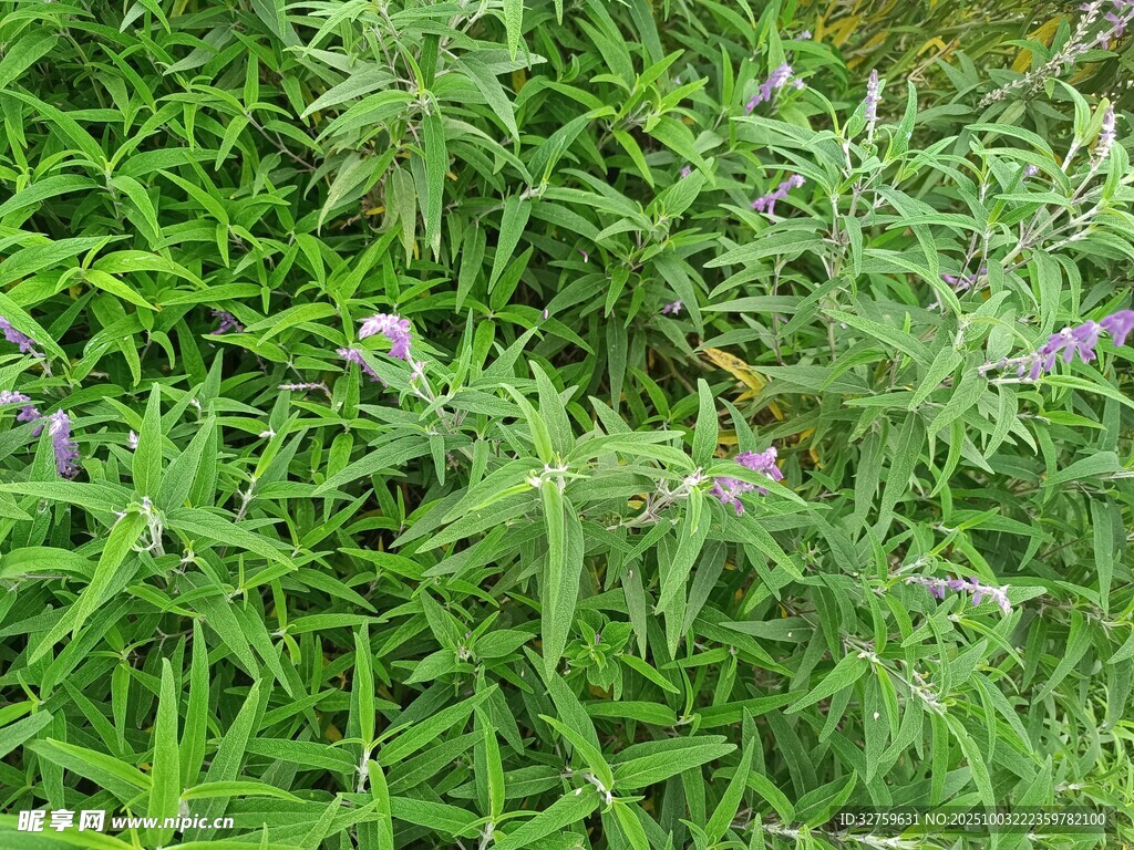 绿叶间的紫色小花