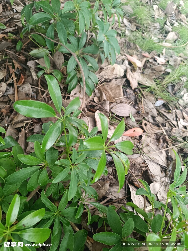 地面绿植与枯叶景象
